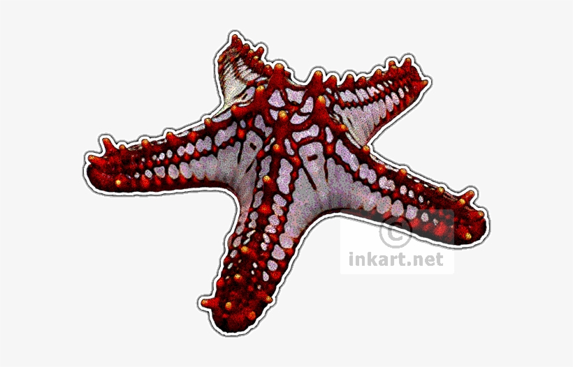 Red Starfish Png - Red Knob Starfish, transparent png