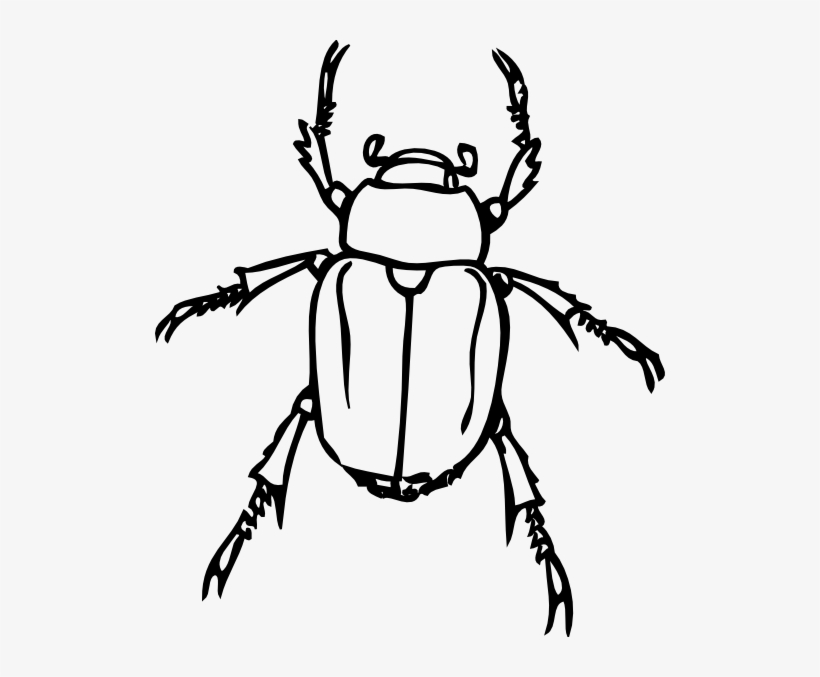 Beetle Outline Hi - Beetle Clip Art, transparent png