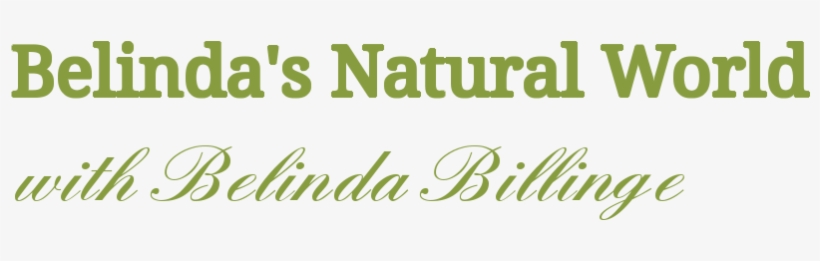 Belinda's Natural World - Calligraphy, transparent png