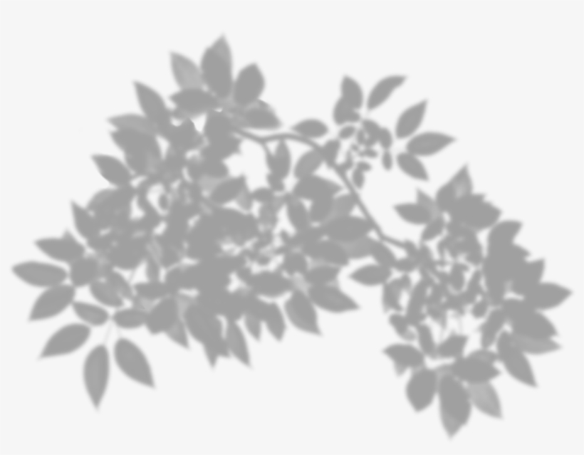Tree Shadow Png Clip Art - Transparent Leaf Shadow Png, transparent png