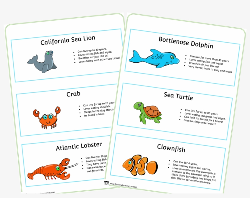 Seaanimalfactcover - Sea, transparent png