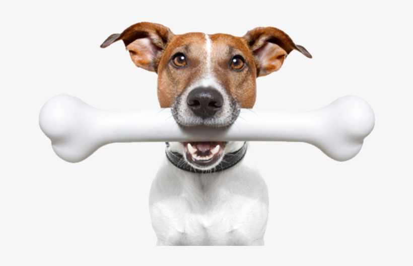 Ginny The Dog Live Webcam - Dog Chewing A Bone, transparent png