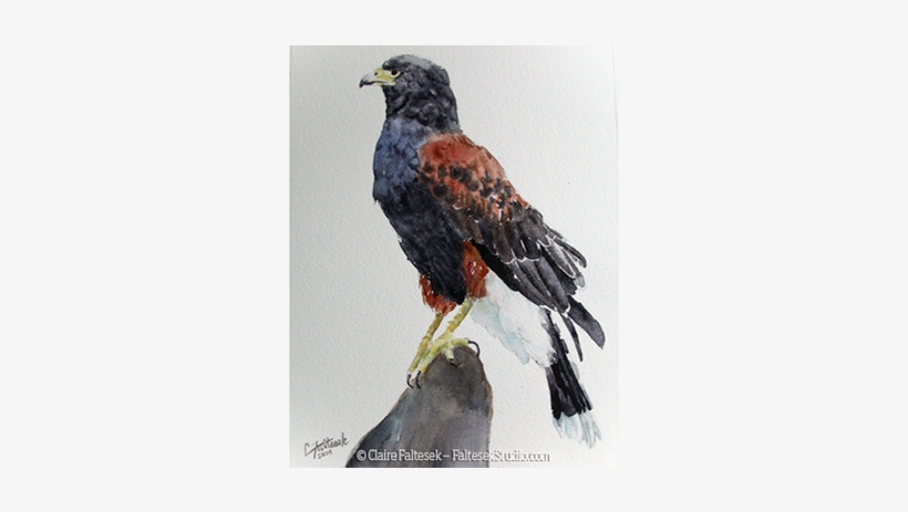 Jaguar - Red-tailed Hawk, transparent png