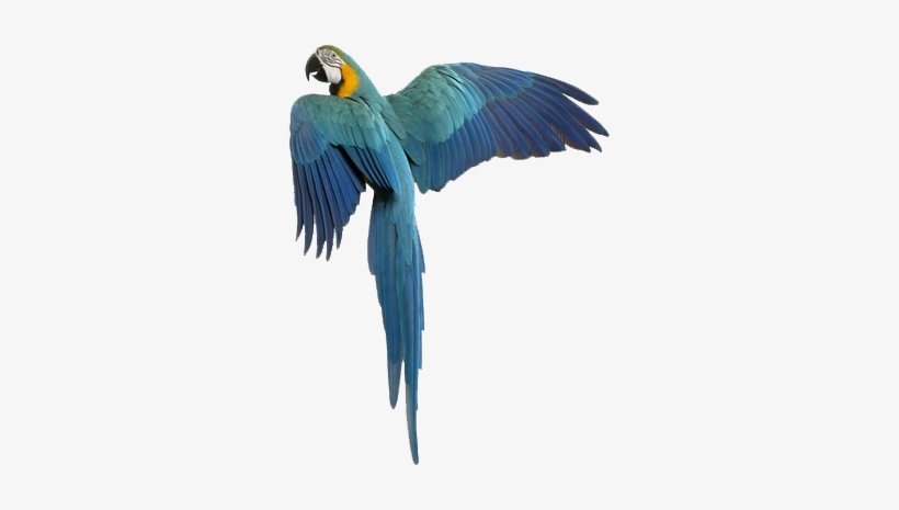 Vetco Treats Exotics - Exotic Bird Png, transparent png