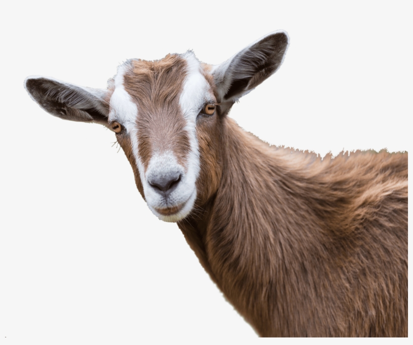 Goats Png - Sheep And Goat Diseases By Johannes Winkelmann, transparent png