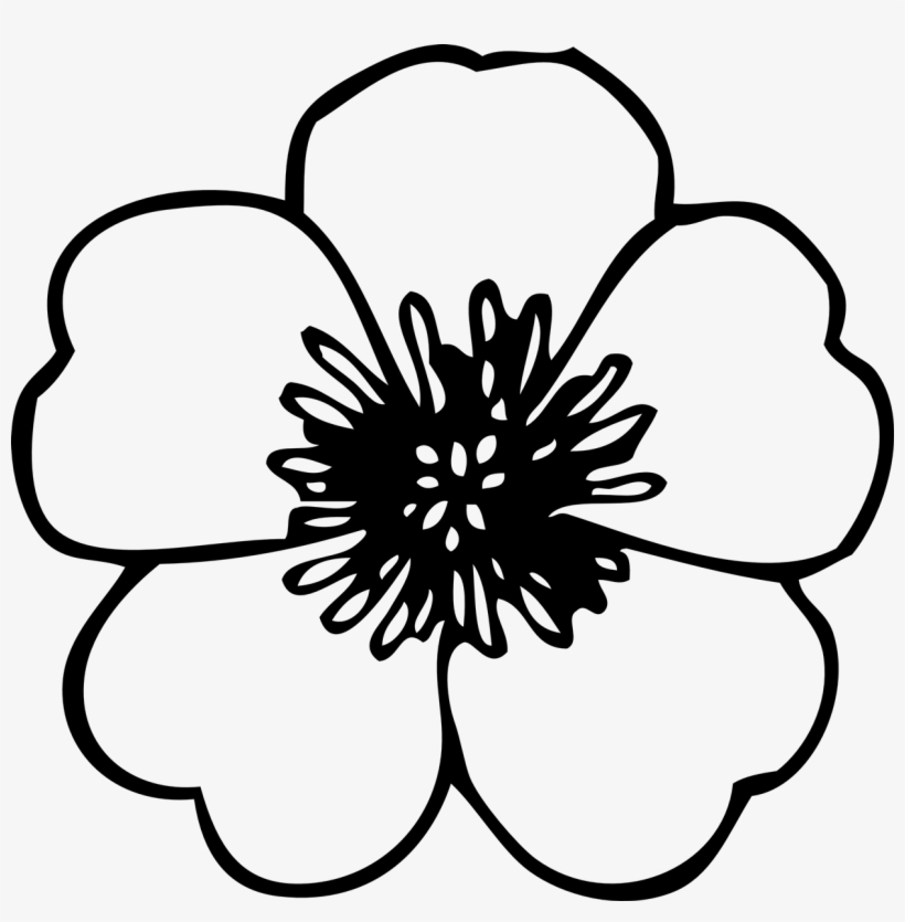 Anemone - Poppy Black And White Flowers, transparent png