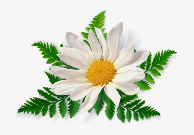 Patanjali Dant Kanti Junior Dantal Cream Toothpaste, transparent png