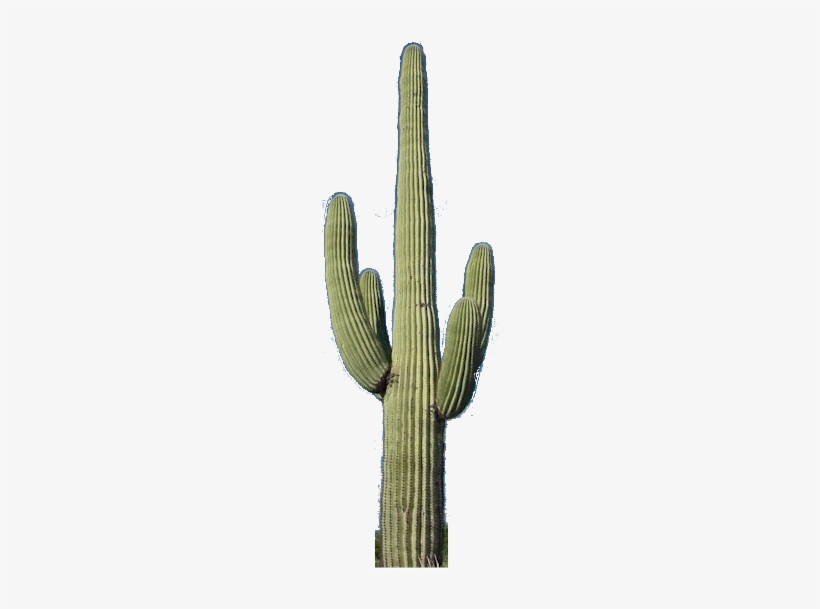 Cactus Png - Saguaro Cactus No Background, transparent png