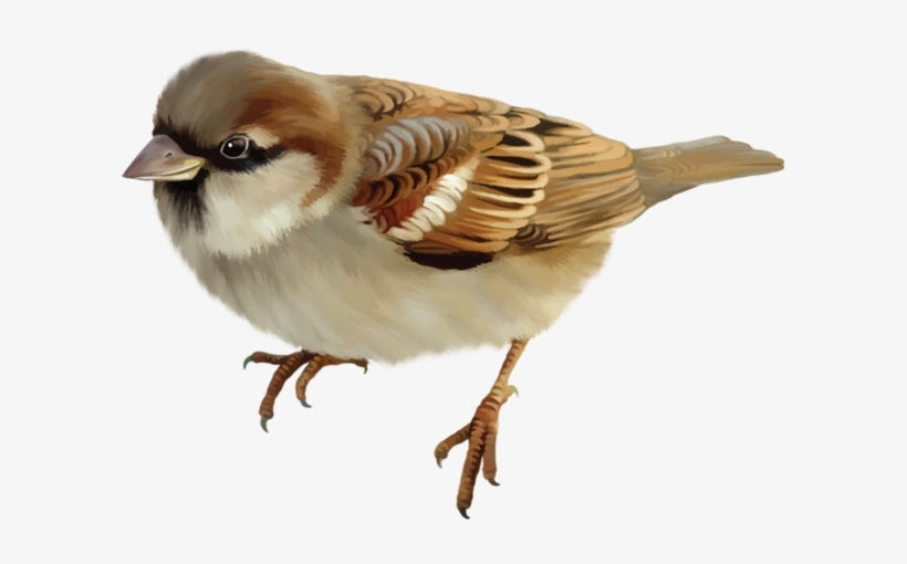Illustrations - Воробей Пнг, transparent png