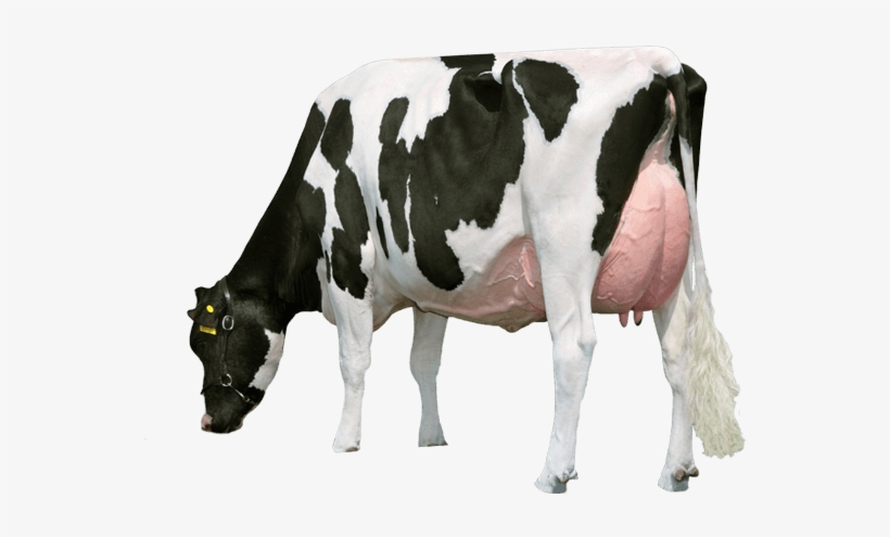 cow png milk cow pic png 556x415 png download pngkit cow png milk cow pic png 556x415