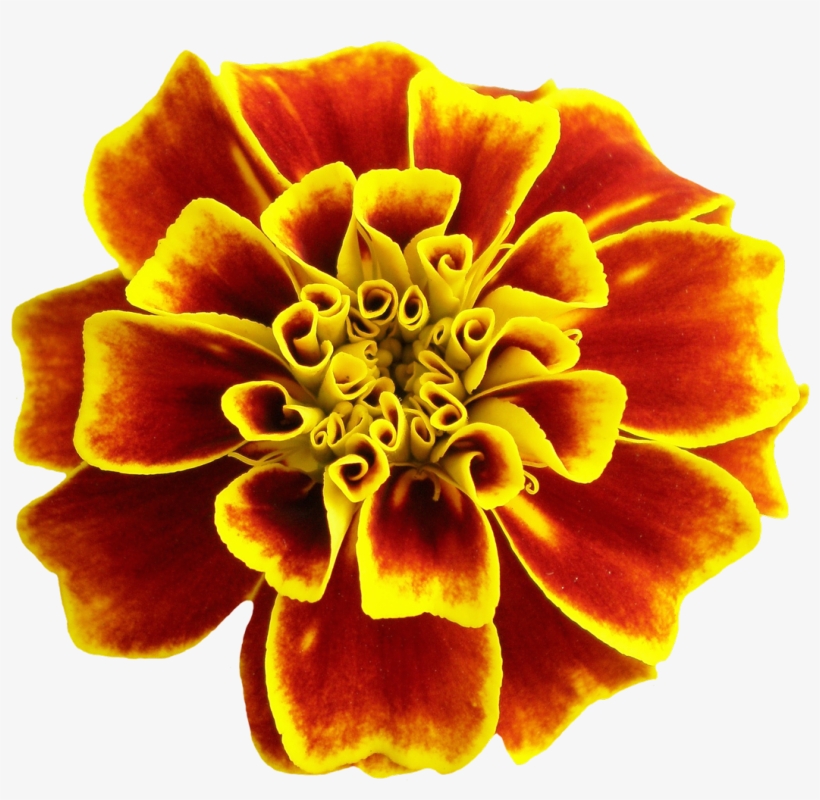 Flower Png, transparent png