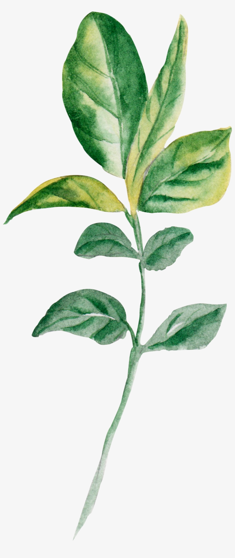 Watercolour - Leaf, transparent png