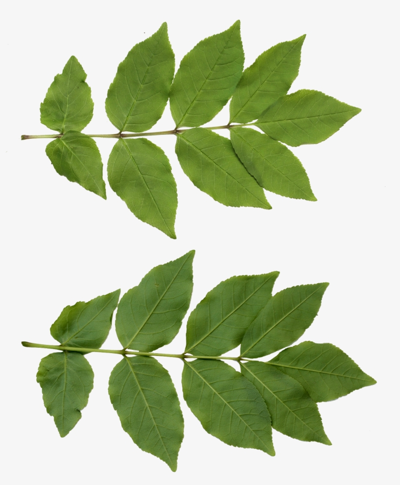 Leaf Png Free Download - Leaf Png, transparent png