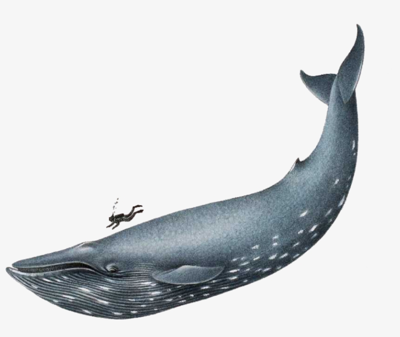 Blue Whale Png File - Whale Png, transparent png