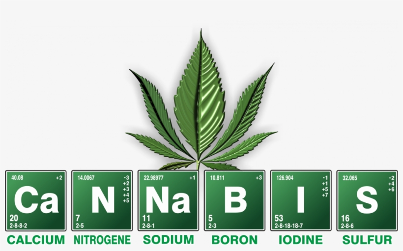 The History Of Cannabis Explained - Cannabis Plant Anatomy Family, transparent png