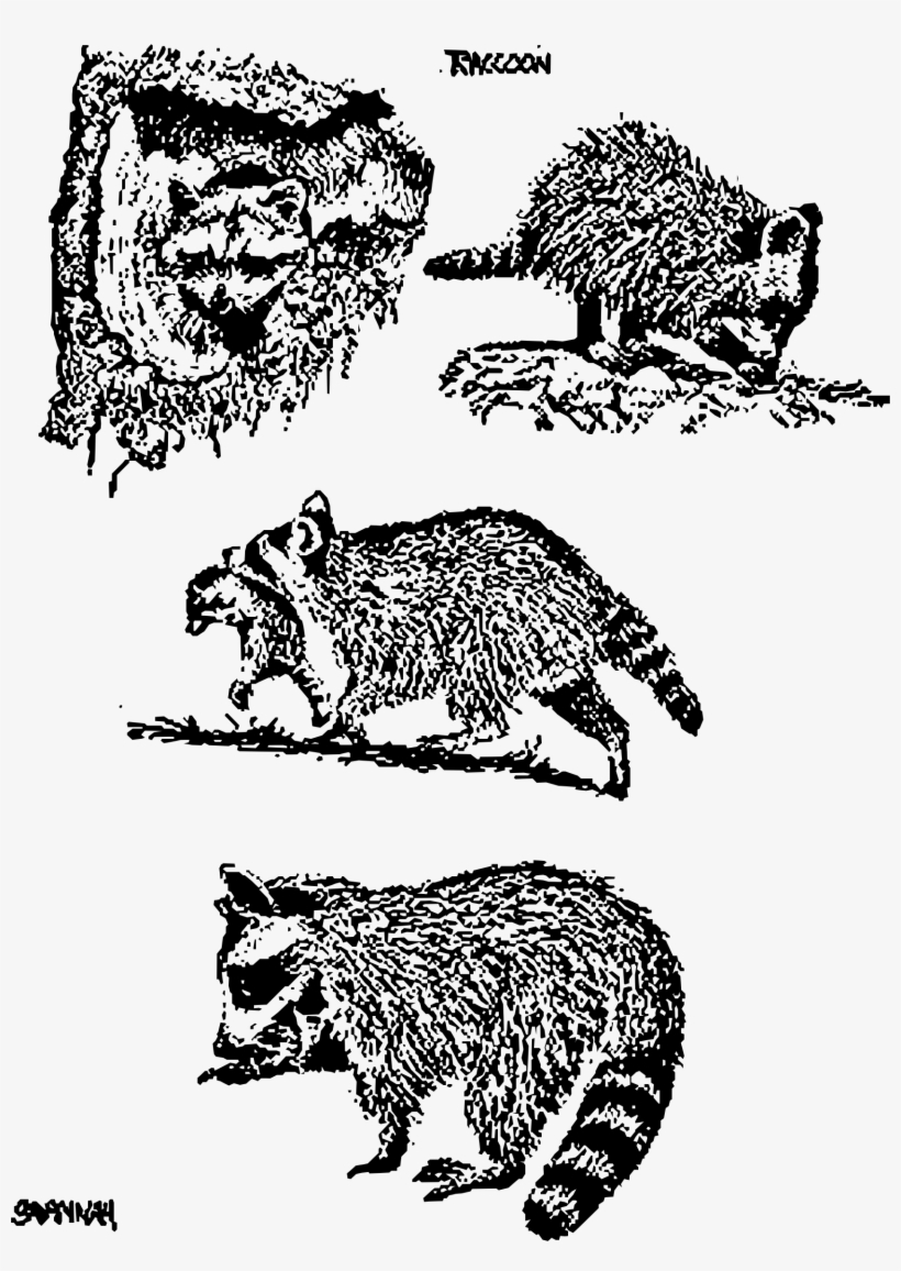 This Free Icons Png Design Of 4 Raccoon Scenes, transparent png