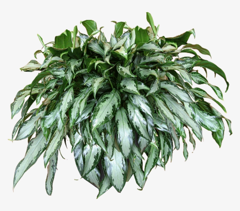 Excellent Jaceydecora Hanging Plant Texturepng With - Transparent Hanging Baskets Png, transparent png