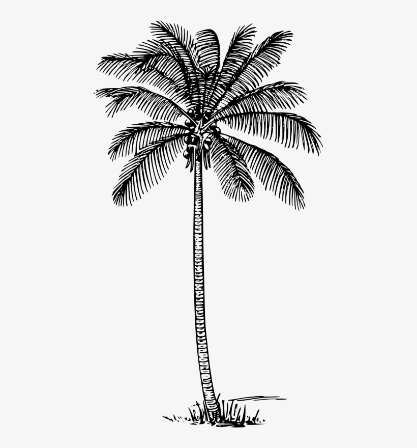 Coconut Palm Clip Art Coconut Tree Outline 336x596 PNG