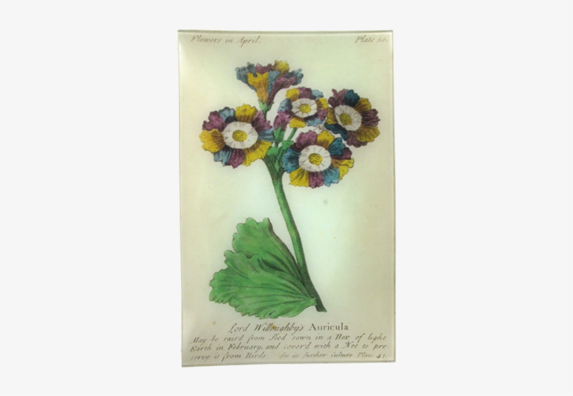 Auricula - Art Print: Vision Studio's Non-embellished Vintage, transparent png