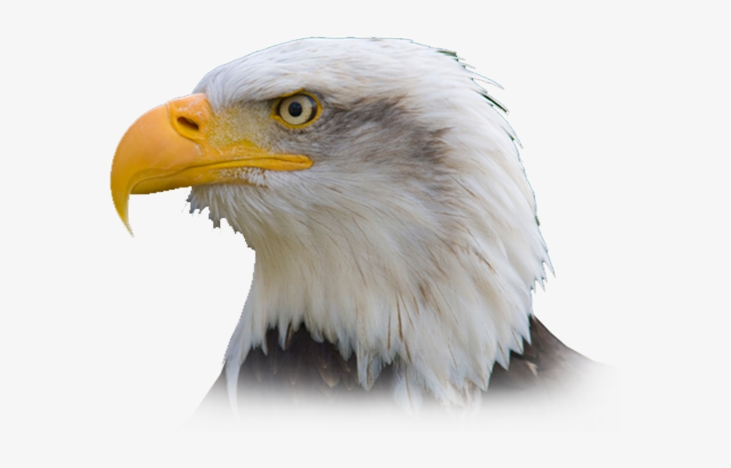 Pc Matic Made In The Usa - United States Eagle Transparent, transparent png