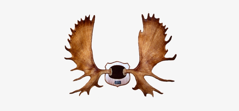 Horns Clipart Moose Antler - Moose Antler Clip Art, transparent png