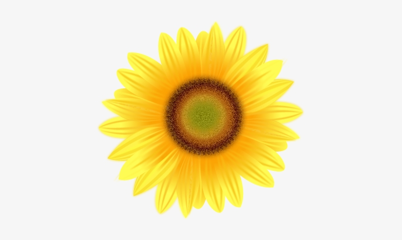 Sunflower Transparent Png Pictures - Yellow Flower White Background, transparent png