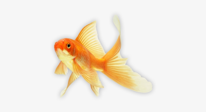 Plug In Digital - Fish Goldfish, transparent png