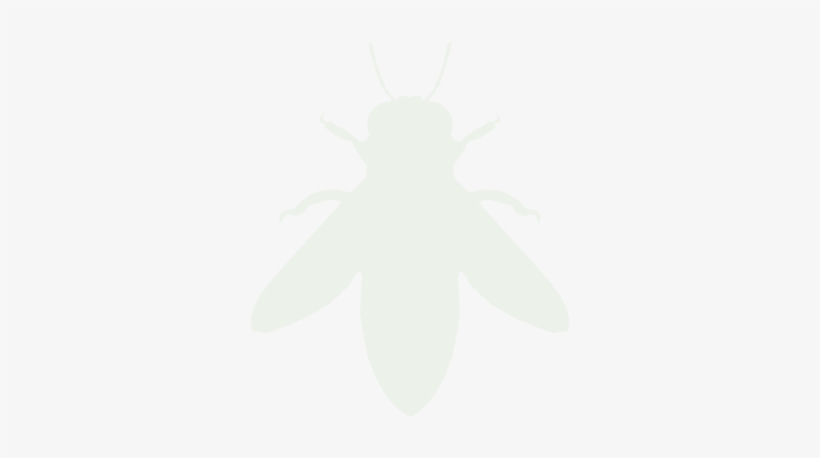 Net-winged Insects, transparent png