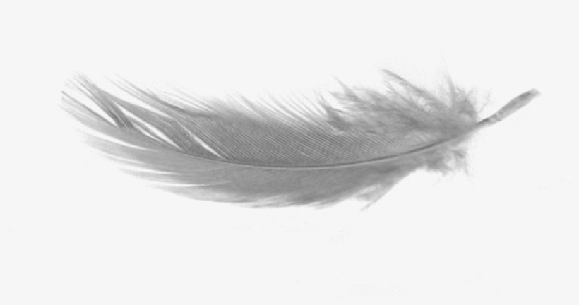 Free Png White Feather Download Png No Background Png - Nobuo Uematsu / Distant Worlds Ii: More Music, transparent png