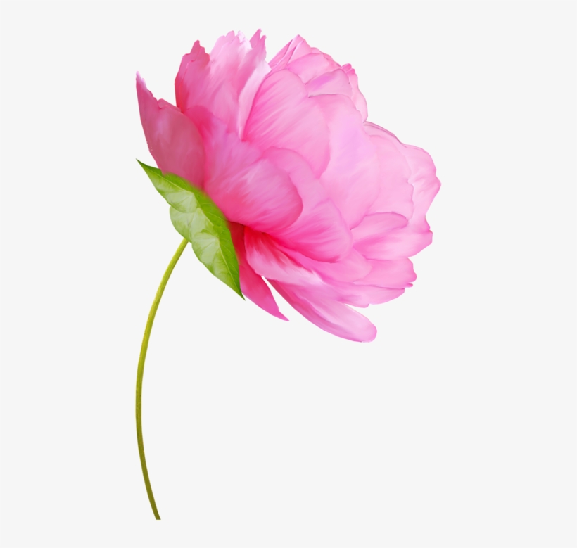 Tubes Fleurs - Сухой Цветок В Пнг, transparent png