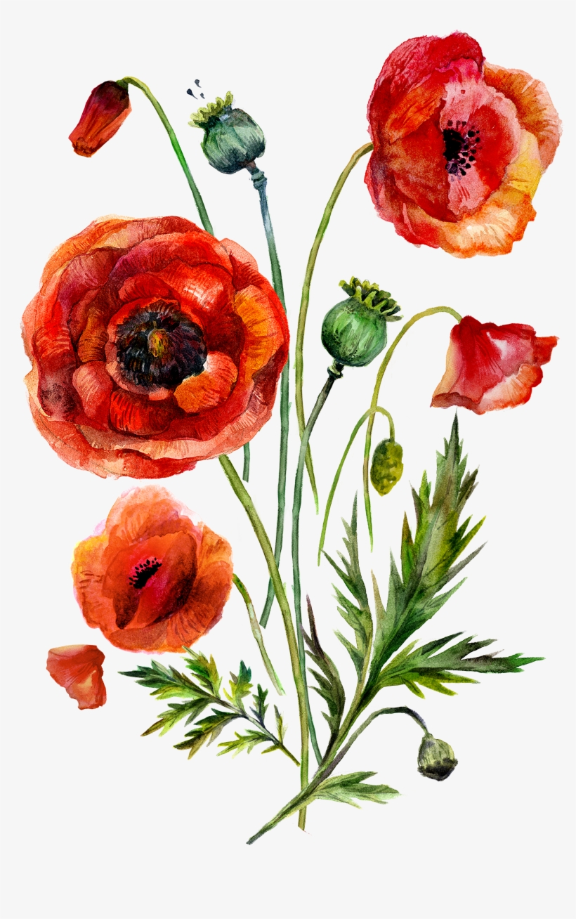 Watercolor Painting Common Poppy Illustration, transparent png