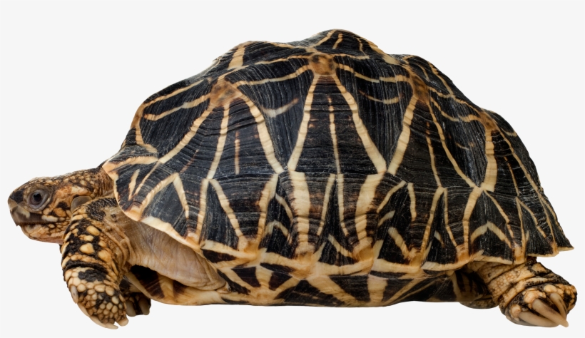 Turtle Png Clip Art - Indian Star Tortoise Art, transparent png