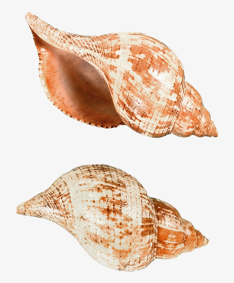 Ракушки Пнг, transparent png