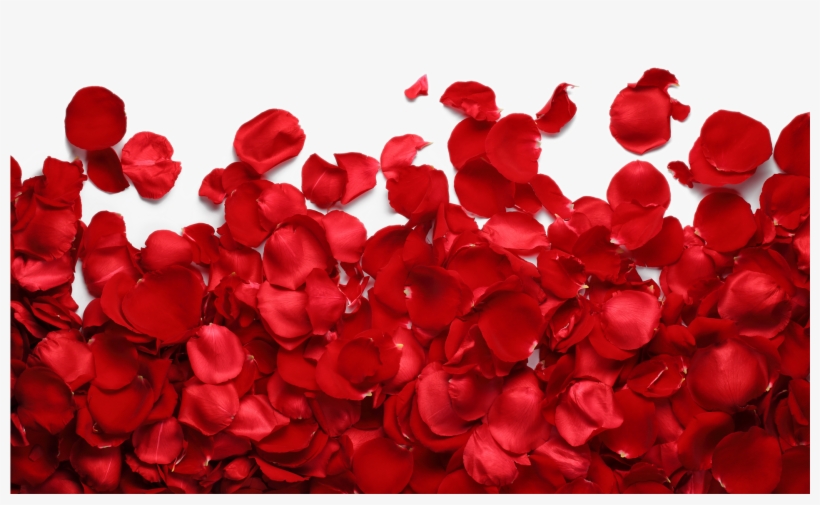 Png Imges Free Download - Roses Petals Png Transparent, transparent png