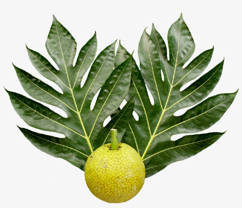 Breadfruit And Leaves Png - Breadfruit Tree Leaf, transparent png