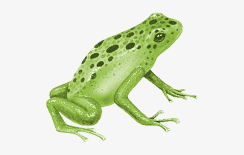 Grenouilles,frogs,tube - Blue Poison Dart Frog, transparent png