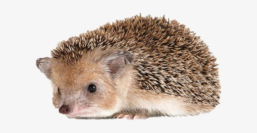 Hedgehog Png - Даурский Еж, transparent png