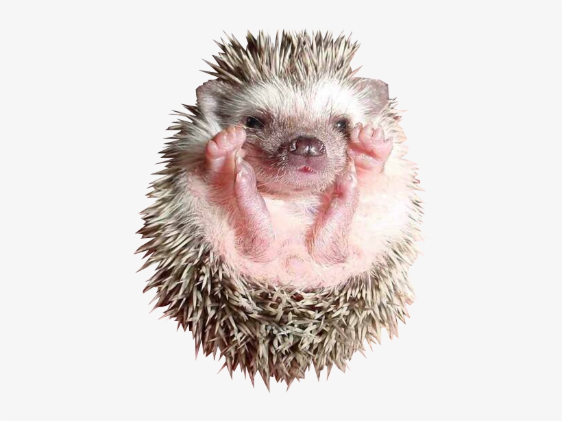 Baby Hedgehog Png, transparent png
