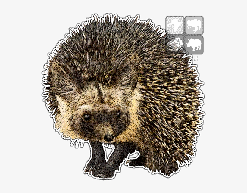 Desert Hedgehog Line Art And Full Color - Desert Hedgehog, transparent png