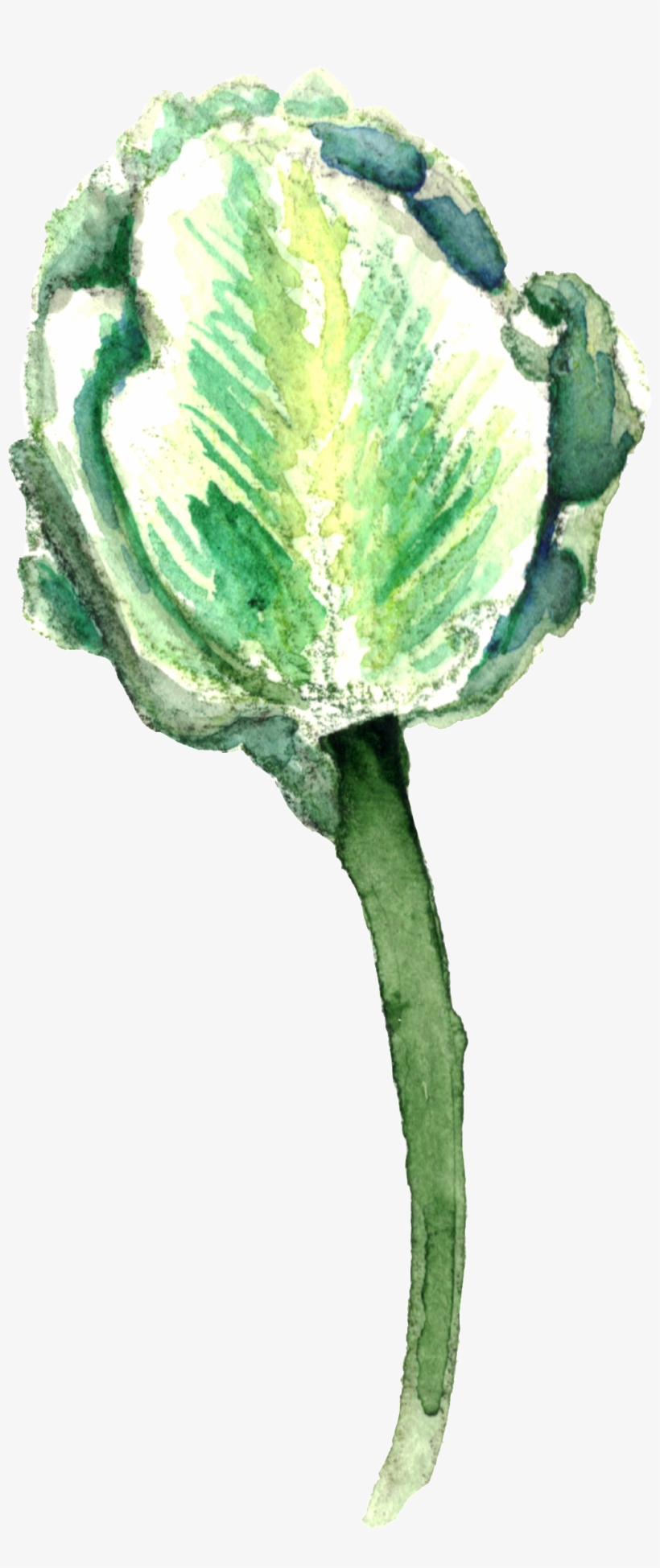 The Transparent Hand-painted Plants - Art, transparent png