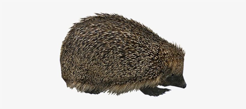 Hedgehog Png - Zt2 Hendrix, transparent png