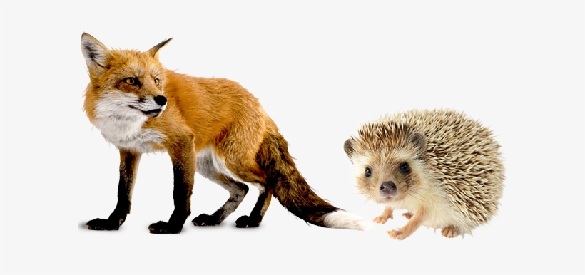 Published February 16, 2017 At 600 × 430 In - Hedgehog And Fox, transparent png