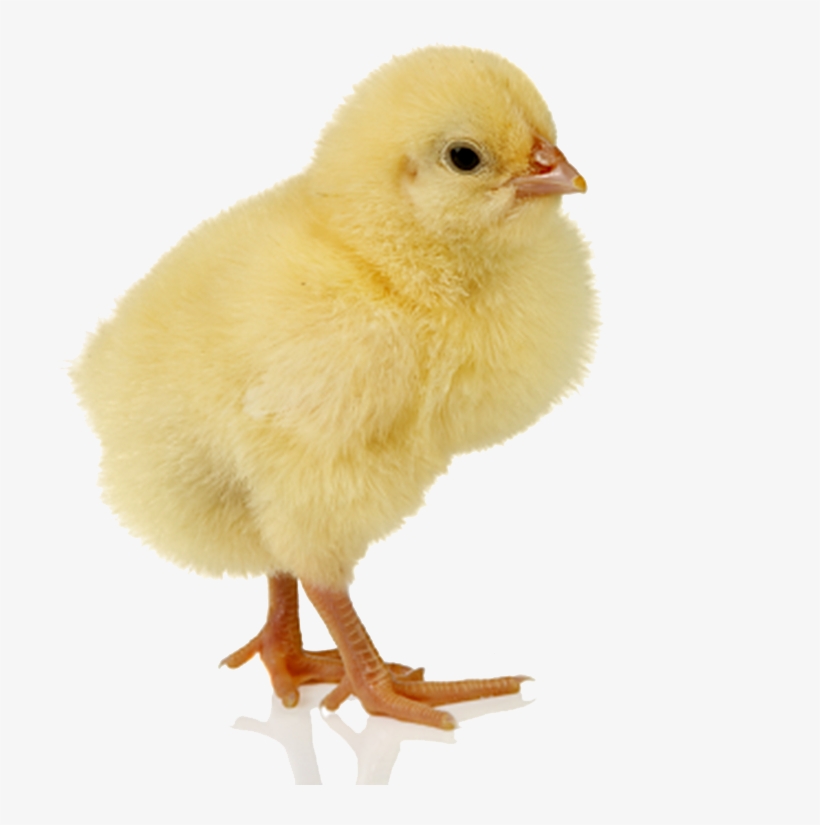 Baby Chicken Png - Pollo Con Fondo Png, transparent png