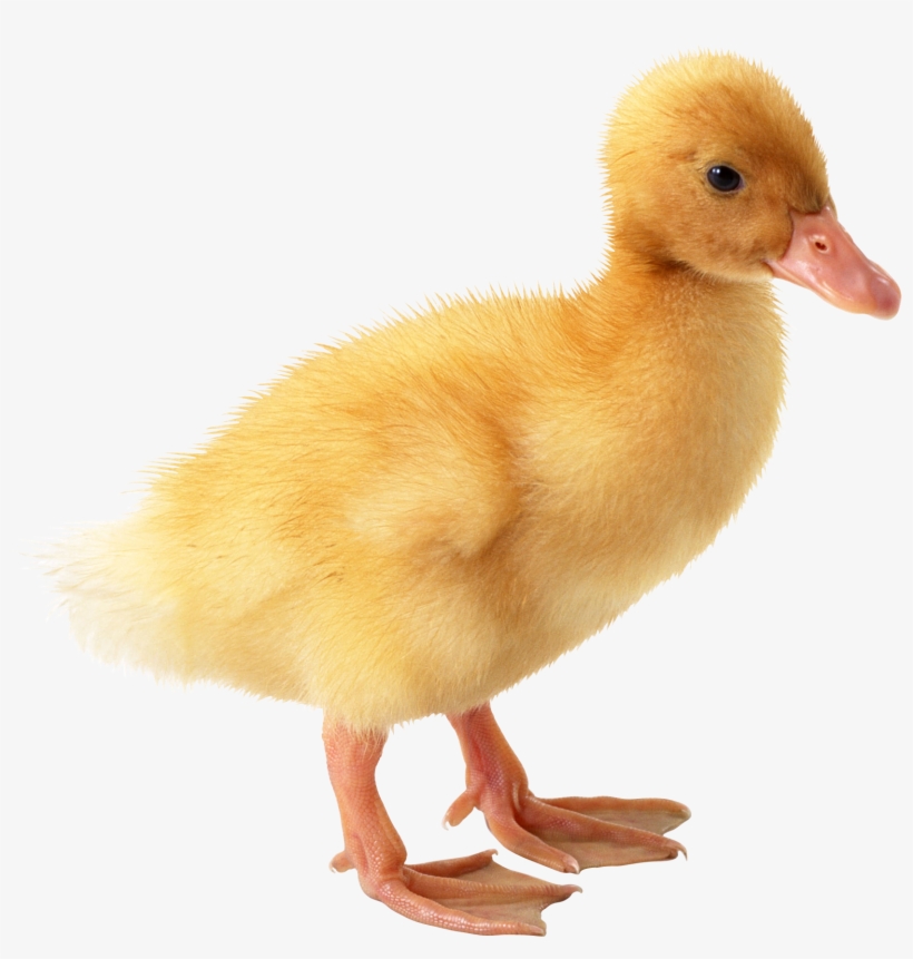 Ducks Png, transparent png