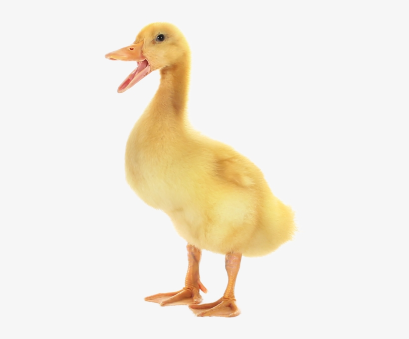 Transparent Background Image, transparent png