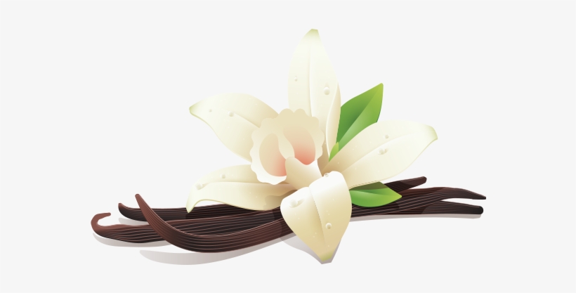 Illustration Of Vanilla Flower And Three Vanilla Beans - Vanilla Png, transparent png