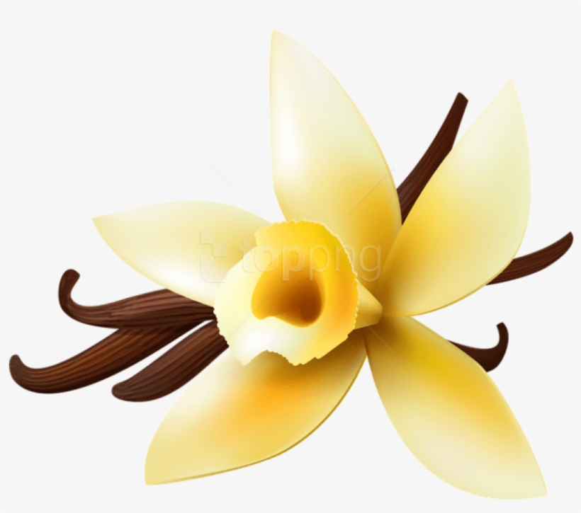 Clip Transparent Download Collection Of Png High Quality - Transparent Background Vanilla Clipart, transparent png