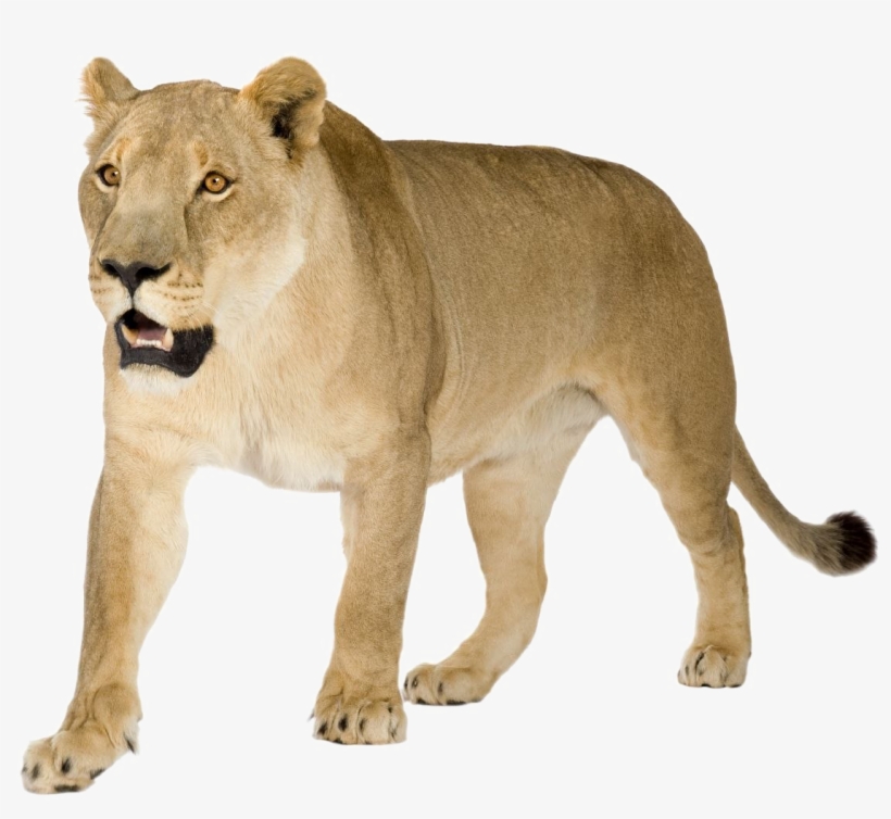 Lioness Png Image - Lioness Png, transparent png