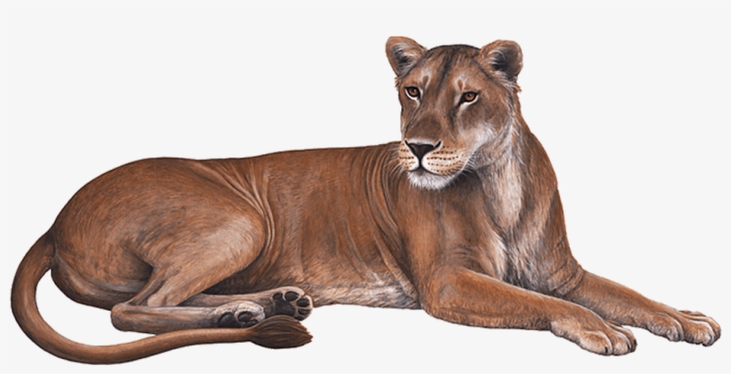 Lioness Download Transparent Png Image - Wandsticker Dschungelwelt Safari Löwin Von Walls, transparent png