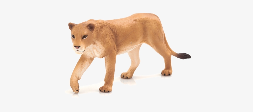 Lioness - Mojo Lioness, transparent png